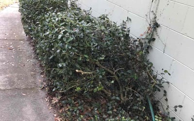 Photo of Steven B.'s yard after getting landscaping in Geneva, FL
