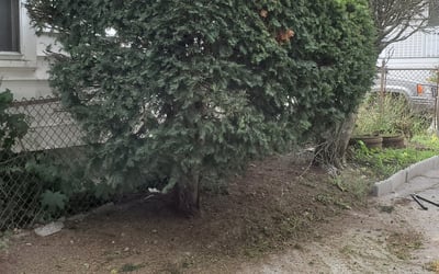 Photo of Jennifer V.'s yard after getting landscaping in Milford, MA
