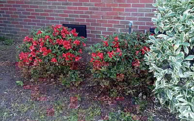 Photo of Daniel W.'s yard after getting landscaping in Hampton, VA