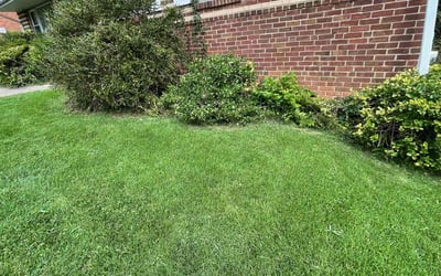 Photo of Maria B.'s yard after getting landscaping in Richardsville, VA