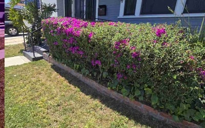 Photo of Mathilde T.'s yard after getting landscaping in San Diego, CA