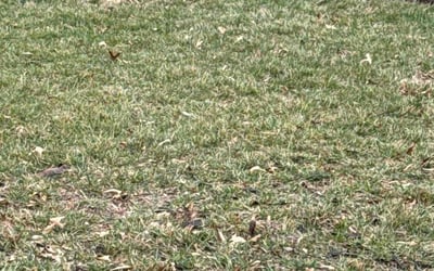 Photo of Alex W.'s yard after getting tree care in Broken Arrow, OK