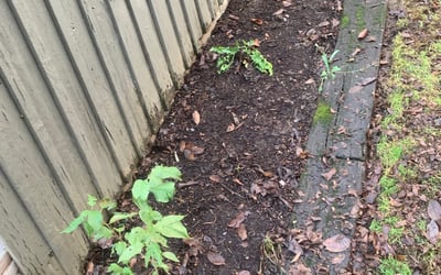 Photo of Athena C.'s yard after getting landscaping in Mcminnville, OR