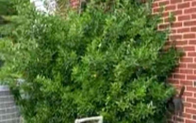 Photo of Aaron C.'s yard after getting landscaping in Columbus, GA