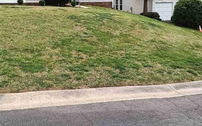 Photo of Mary H.'s yard after getting landscaping in Pineville, NC