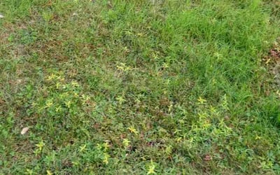 Photo of Matthew H.'s yard after getting landscaping in Lightfoot, VA