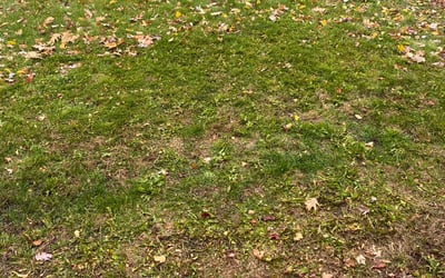 Photo of Nick D.'s yard after getting landscaping in Hastings, MN