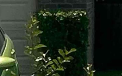 Photo of James W.'s yard after getting landscaping in La Porte, TX