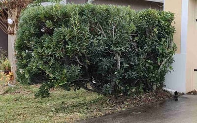 Photo of Mindy M.'s yard after getting tree care in Orlando, FL