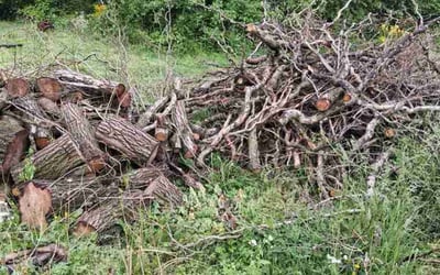 Photo of Joyce B.'s yard after getting lawn care in Newburgh, IN