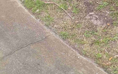 Photo of Robert G.'s yard after getting landscaping in Cassadaga, FL