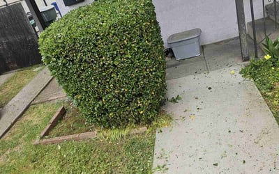 Photo of Brian B.'s yard after getting landscaping in North Highlands, CA