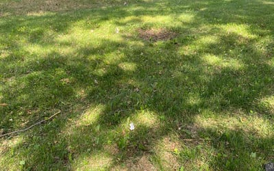 Photo of Mark S.'s yard after getting landscaping in Hamilton, MO