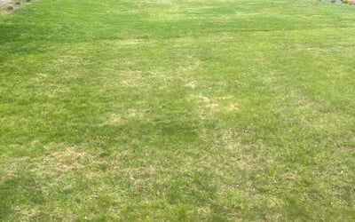 Photo of Susan S.'s yard after getting landscaping in Suffern, NY