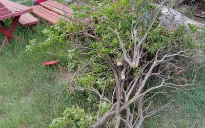 Photo of Debania C.'s yard after getting tree care in Durango, CO