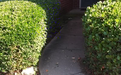Photo of Craig S.'s yard after getting tree care in Southlake, TX