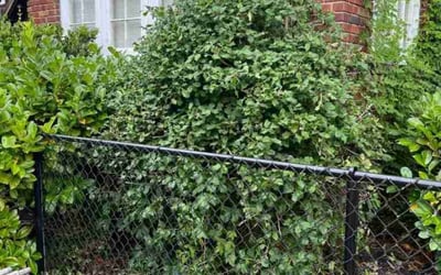 Photo of Ben S.'s yard after getting landscaping in Maidens, VA