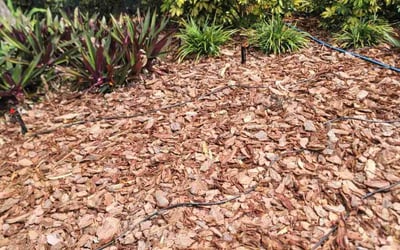 Photo of Marie M.'s yard after getting landscaping in Nalcrest, FL