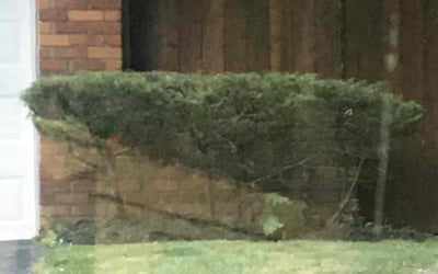 Photo of Glenda S.'s yard after getting landscaping in Foster, KY