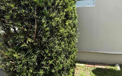 Photo of Randolph G.'s yard after getting tree care in Hollywood, FL