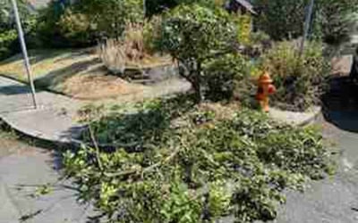Photo of Meghan L.'s yard after getting landscaping in Molalla, OR