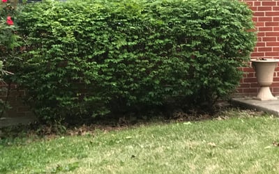 Photo of Jim P.'s yard after getting landscaping in Rising Sun, IN