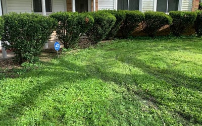 Photo of Maria B.'s yard after getting landscaping in Williamstown, KY