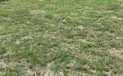 Photo of Kimberly S.'s yard after getting landscaping in San Antonio, TX