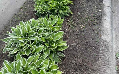 Photo of Kevin G.'s yard after getting landscaping in Hugo, MN