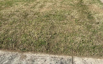Photo of Marguerite B.'s yard after getting tree care in Tucker, GA