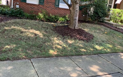 Photo of Jim_Carla A.'s yard after getting tree care in Gainesville, VA