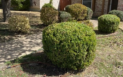 Photo of Eric B.'s yard after getting landscaping in Paluxy, TX