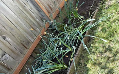 Photo of Jane J.'s yard after getting landscaping in Beaverton, OR