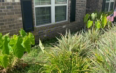Photo of Linda K.'s yard after getting landscaping in Bagdad, FL