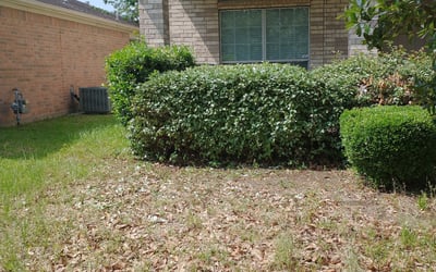 Photo of Brendan I.'s yard after getting lawn care in Dayton, TX