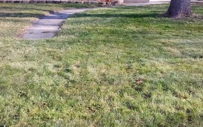 Photo of Steve H.'s yard after getting tree care in Forest Lake, MN