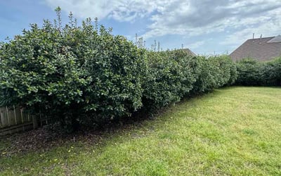 Photo of Carla L.'s yard after getting tree care in Memphis, TN