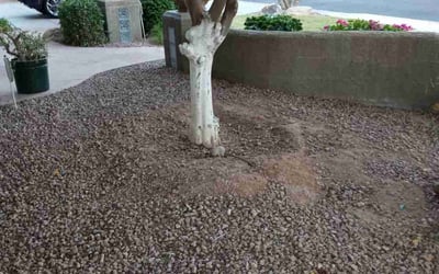 Photo of Jessica G.'s yard after getting landscaping in Sun City West, AZ
