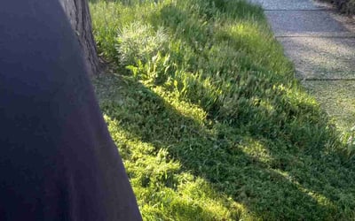 Photo of Jason C.'s yard after getting landscaping in Livermore, CA