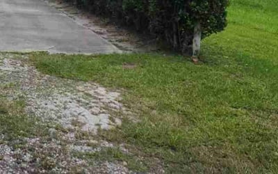 Photo of Chris B.'s yard after getting landscaping in Mascotte, FL