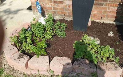 Photo of Lindsey G.'s yard after getting landscaping in Campbell, TX