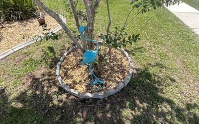 Photo of Michelle B.'s yard after getting landscaping in Clermont, FL