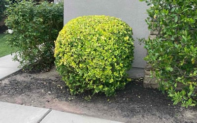 Photo of Deborah F.'s yard after getting landscaping in Temecula, CA