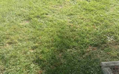Photo of Christopher S.'s yard after getting landscaping in Fallston, MD