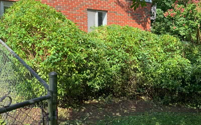 Photo of Matthew M.'s yard after getting landscaping in Swannanoa, NC