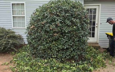 Photo of Justin B.'s yard after getting landscaping in Piedmont, SC
