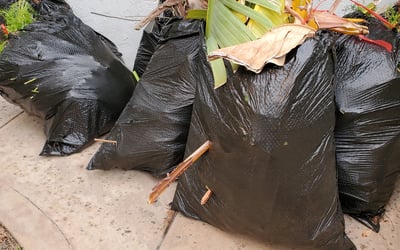 Photo of Jonathan M.'s yard after getting landscaping in La Jolla, CA