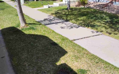 Photo of Donna L.'s yard after getting tree care in Sedalia, CO