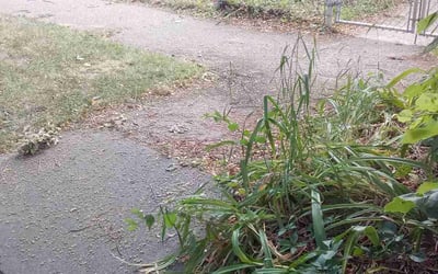 Photo of Jim H.'s yard after getting landscaping in Spring Park, MN