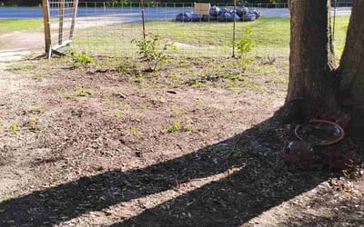 Photo of Mark M.'s yard after getting tree care in Green Cove Springs, FL